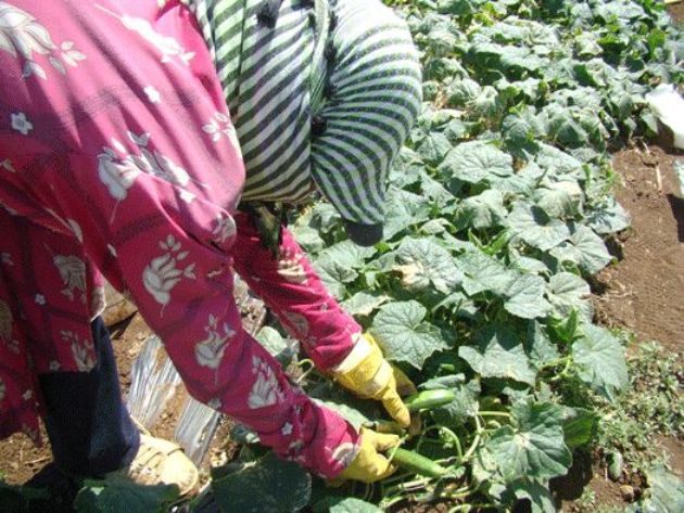 الخيار والمقثى الشمسي.. وفرة إنتاج وتسعيرة متدنية