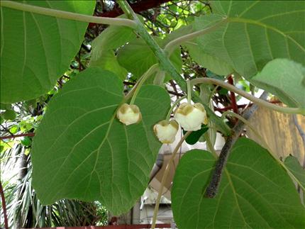 أشجار الكيوي تزهر في عاليه والمتن الأعلى (أنور ضو)