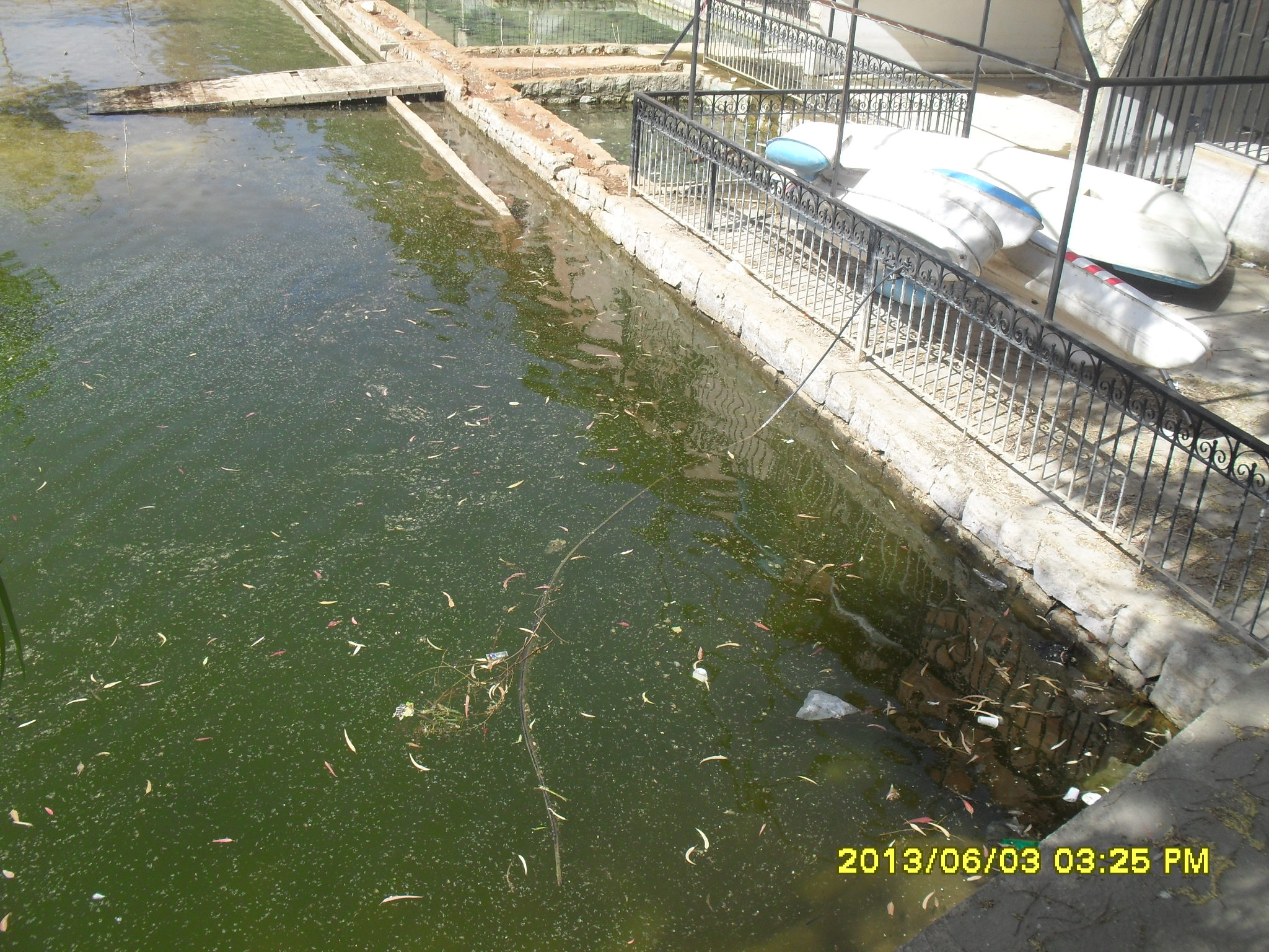 بركة الدردارة قبل تنفيذ النشاط البيئي