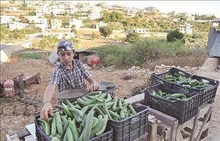 مزارع جنوبي يوضب إنتاجه لعرضه على المارة (علي الصغير)
