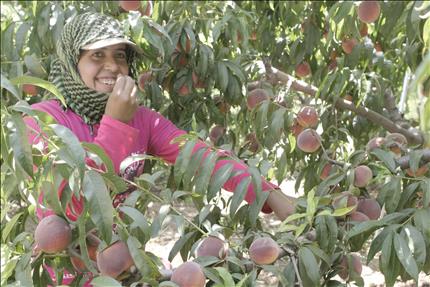 إحدى عاملات القطاف بين حبات الدراق في راشيا (شوقي الحاج)