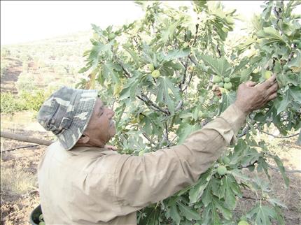  مزارع حاصباني يقطف ما تبقى من تين (طارق أبو حمدان)