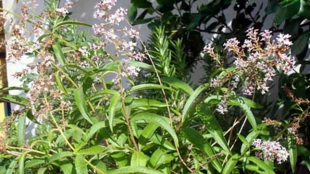 شجرة اللويزة