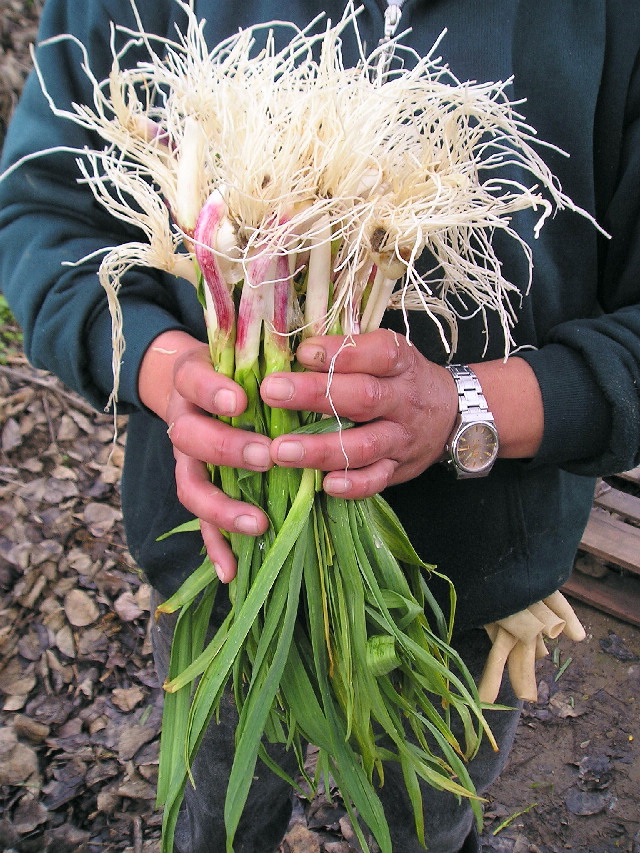 الثوم الاخضر