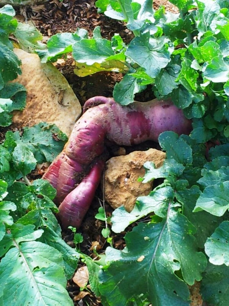 فجلة فرون غير شكل حجما وطولا