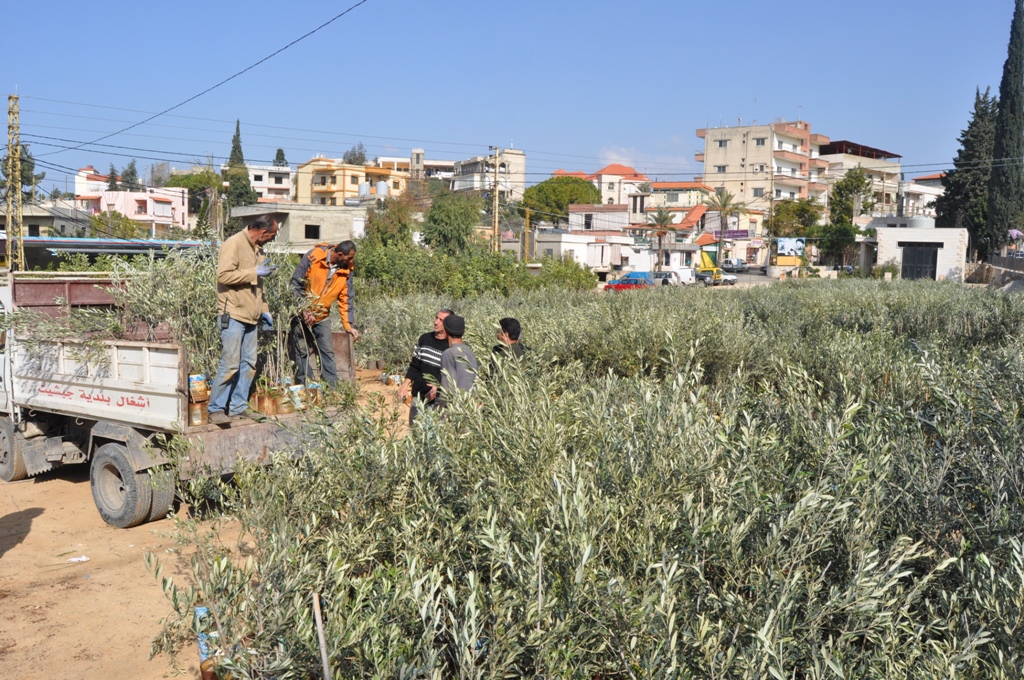 وزارة الزراعة توزع نصوب الزيتون والخروب على البلديات في الجنوب