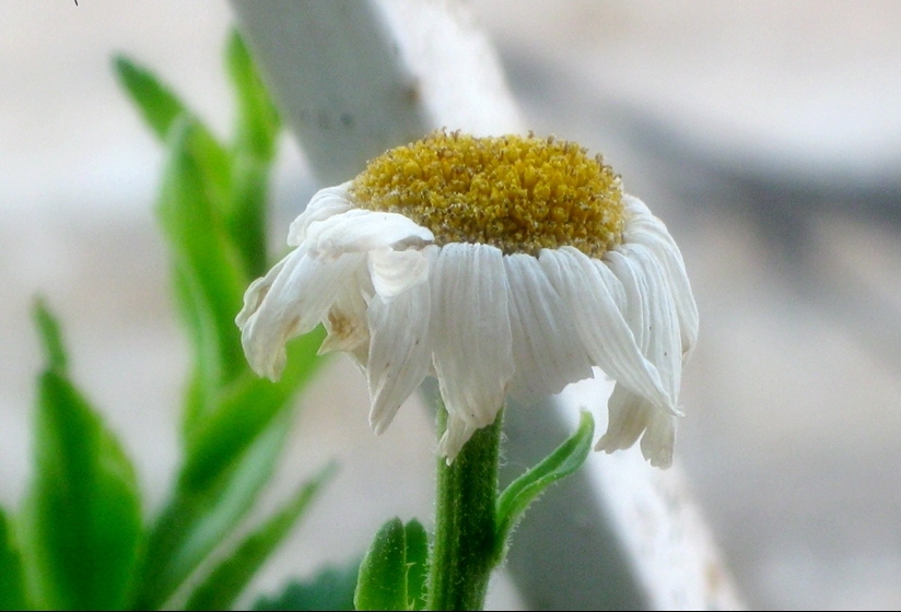 في آنية الحياة كلنا زهور، نتمسك بجذور العمر الى حين الذبول