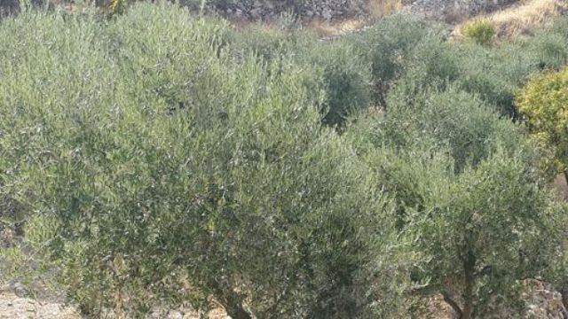 لا زيت ولا زيتون بقاعا، وبالتحديد في البقاع الغربي وراشيا. تلك تداعيات حقيقية لانحباس المطر ابان الشتاء الماضي