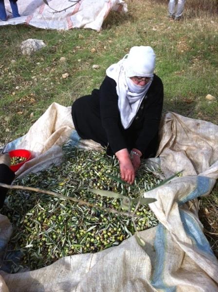 تحاول تأمين زيتون للمونة (طارق أبو حمدان)