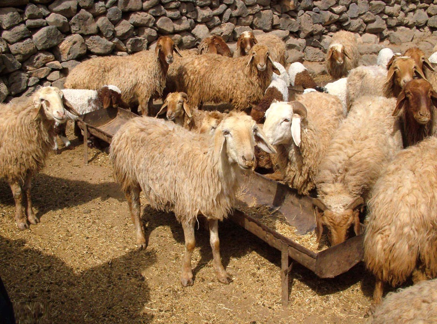 القطيع متماسك وله راعٍ واحد، اما في لبنان يوجد عدة قطعان وعدة رعيان، اي لكل واحد منهم راعٍ