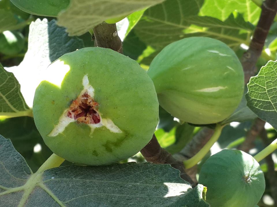 فارس عظيم تلقفته صوركم من على صفحة خيامكم على الفيس بوك. 