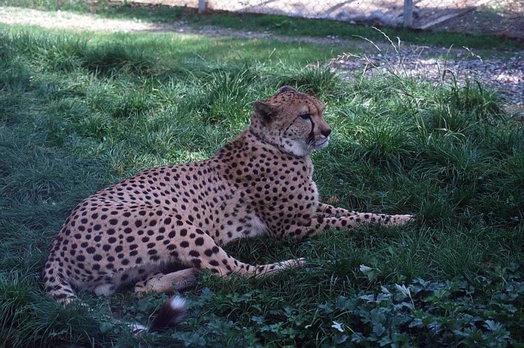 زادت كرامة الشيخ اكثر واكثر في اعين الجميع، ورجع الشباب الى القريه يقولون على مسمع من الناس: \