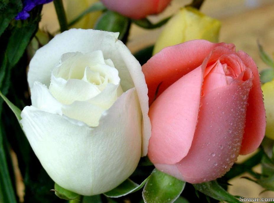 لماذا لا تكون وردة عيد العشاق بيضاء بلون الثلج والحب والحياة عوضا عن الوردة الحمراء