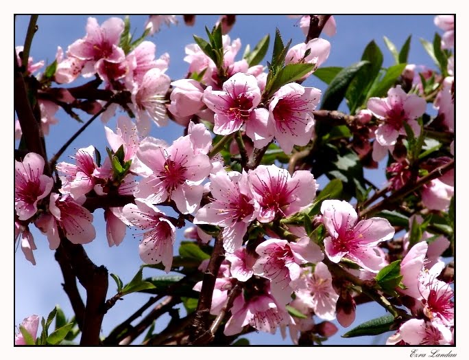 يهرب القاتلُ ، يزهر اللوزُ ، تضحك الروحٌ، ويشتعل الحنينْ