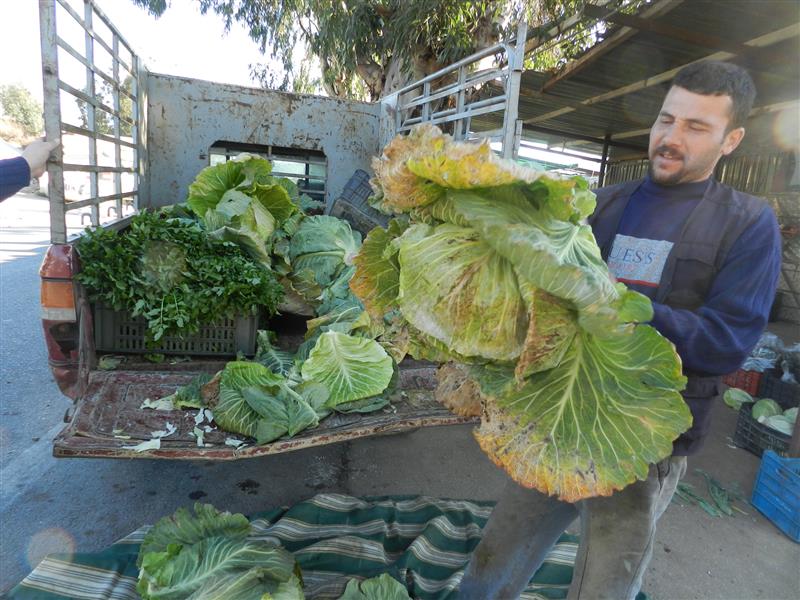 مزارع يعرض ملفوفه التالف في حوض الحاصباني (طارق أبو حمدان)