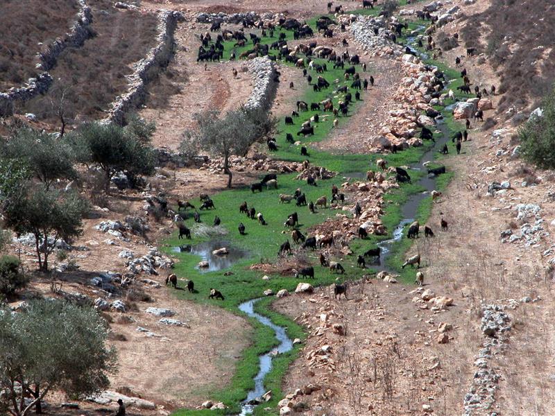 أي لحوم ومشتقات بلدية نأكل مع تربية المواشي على مجاري الصرف الصحي!