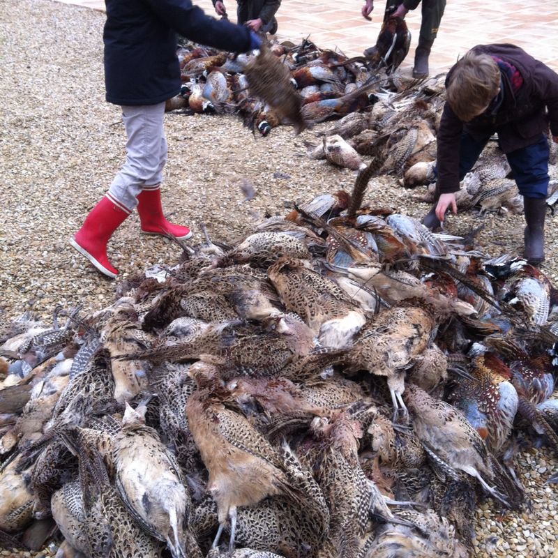 رحلة صيد طيور لبنانية -  فرنسية