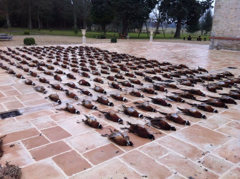 رحلة صيد طيور لبنانية -  فرنسية