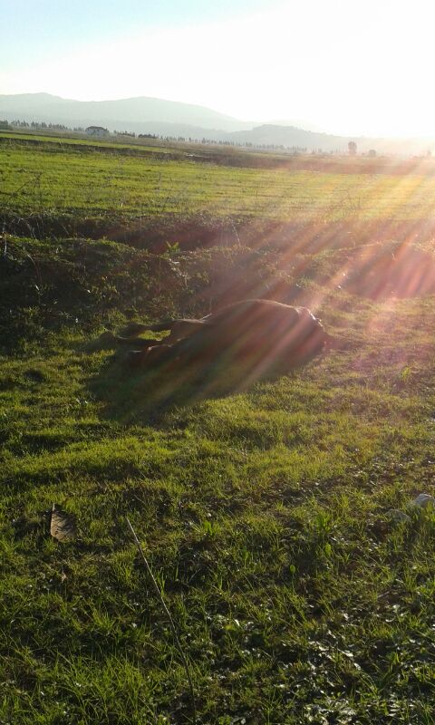 جريمة بيئية ضحيتها أرض مرج الخيام