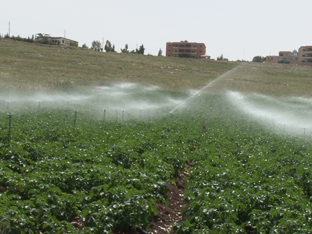 البطاطا من المزروعات التي تحتاج الى مياه كثيرة للري