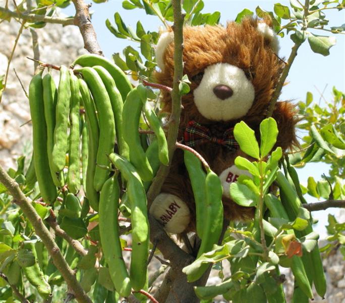 الخروب يزرع البهجة في الجنوب