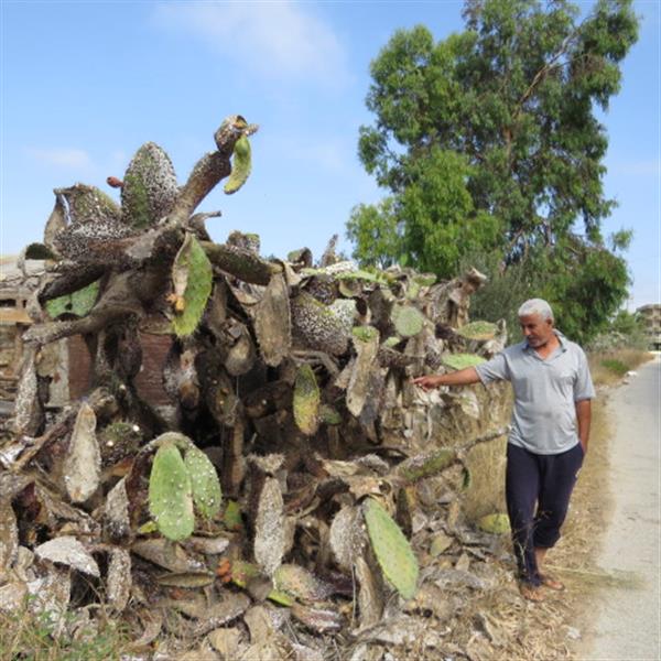 مزارع يشير إلى نبتة صبار متهالكة أمام منزله (حسين سعد)