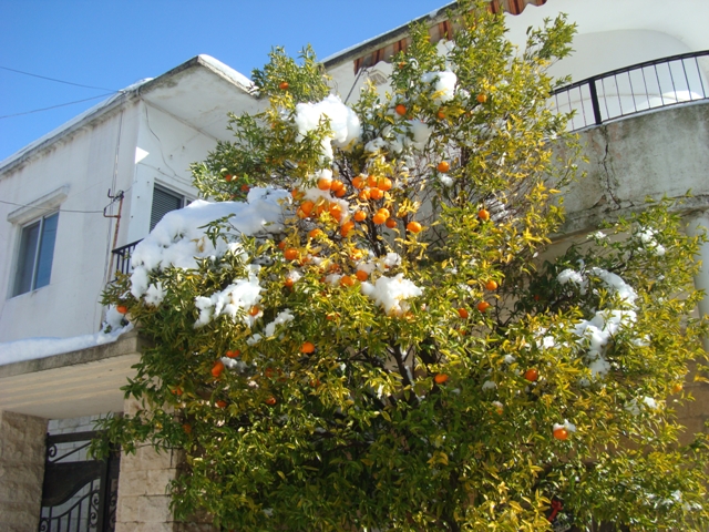 ثمر اللبرتقال تحت الثلج