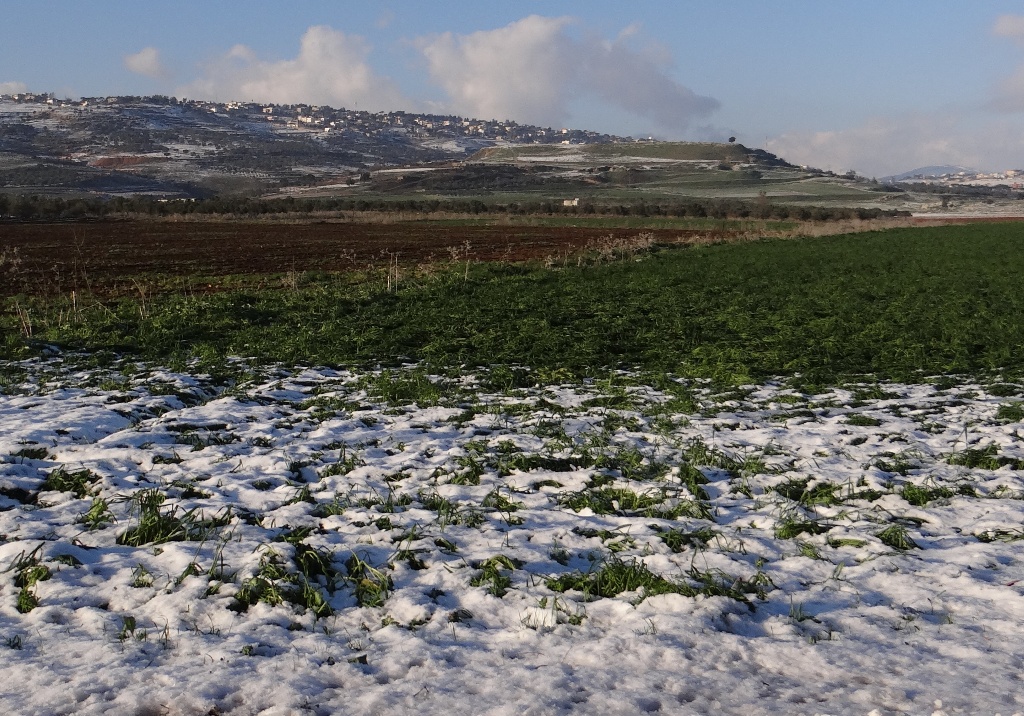 تلّ دبّين وجديدة