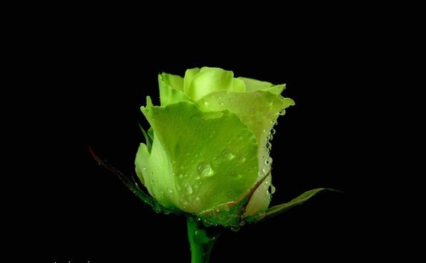  ورد جوري غصن اخضر تحت التراب غطاه الثلج...