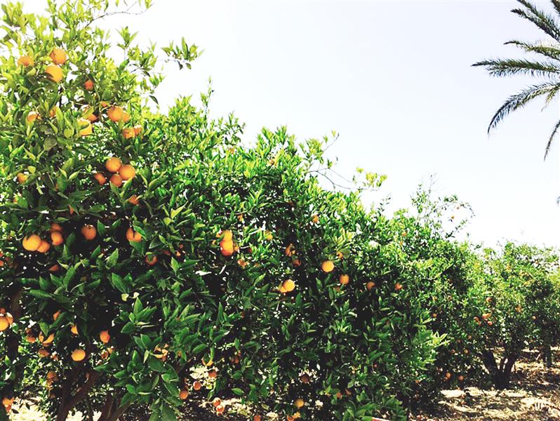  أشجار الليمون تنقرض تدريجاً (هبه دنش)