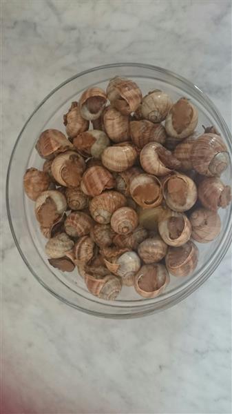 صحن من البزاق (طارق ابو حمدان)