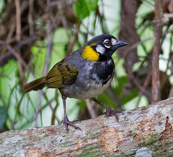 غرَّد  عصفور  الوادي  ومن   عِشُّو   طَلّْ، والشمس  بنورا  تفَوِّح  نسمات  الفلّْ