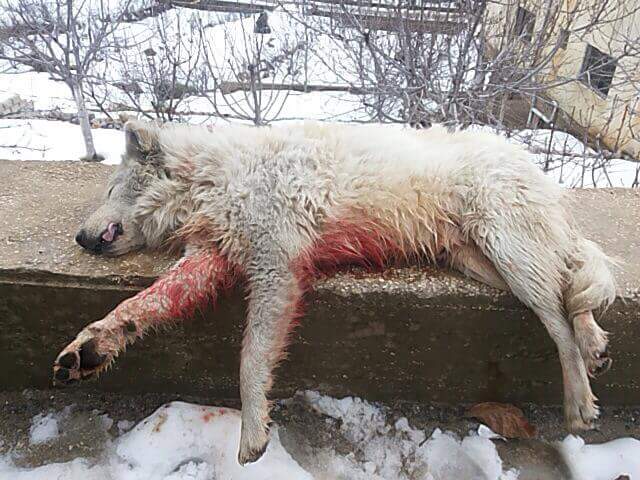 الكلب الضحية.. يعود الى المواطن خليل المصري من بلدة شبعا