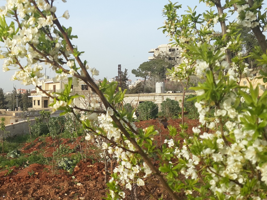 كم من ربيع يخلفه ربيع مر وهو يحمل لنا اكاليل من الورد ونحن لم نأتي.. وبات الخشب مصدر ارهاب لنا  لان البعض لا يعود الا بصندوق وفاة 