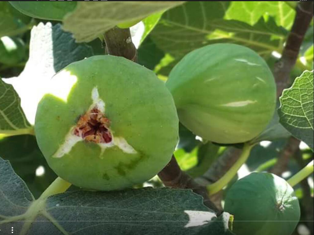  مشتاق من النبع البريق ملّي وتين بقراتي عبّي سلّي