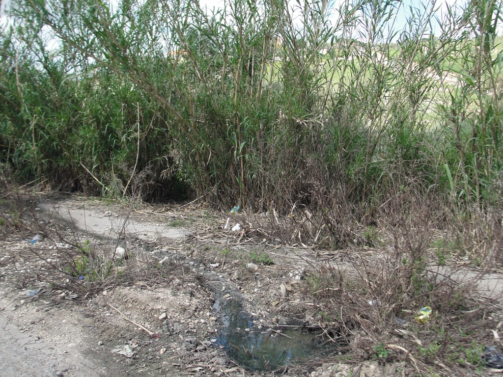 والقصب ينبت بقوة كذلك بسبب تلك المياه