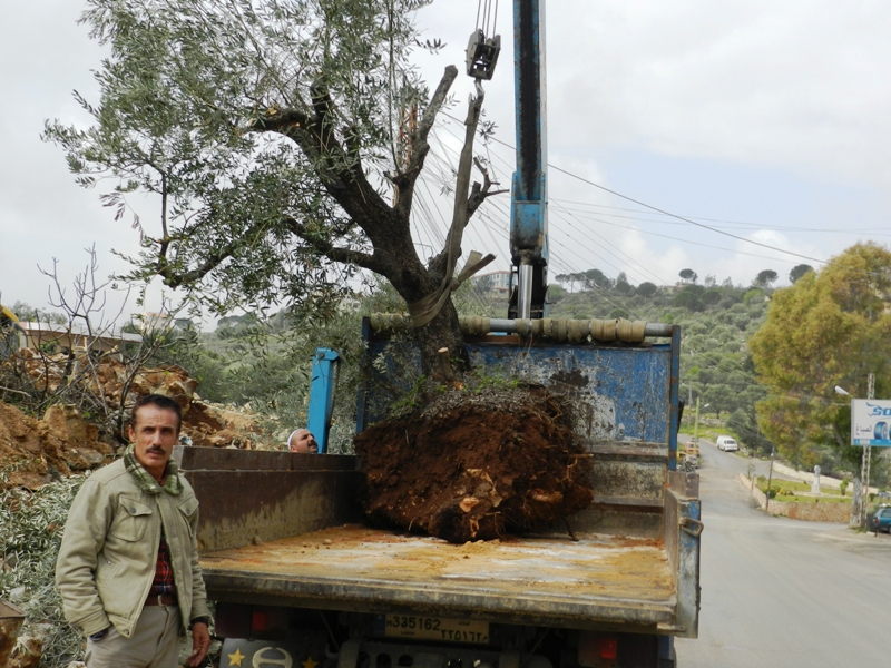 ظاهرة اقتلاع وبيع اشجار الزيتون المعمرة في حاصبيا وقراها، تذهب بمعظمها، لصالح تسويقها في العاصمة بيروت ومدن الإصطياف
