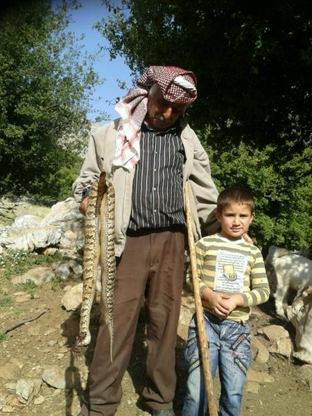 راعي ماشية قتل أفعى \