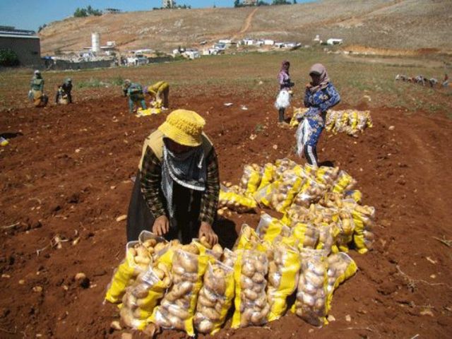 تشهد سهول مرجعيون والخيام وابل السقي والوزاني التي انطلق فيها موسم قلع البطاطا، عجقة نازحين سوريين استقدمهم المزارعون من البقاع