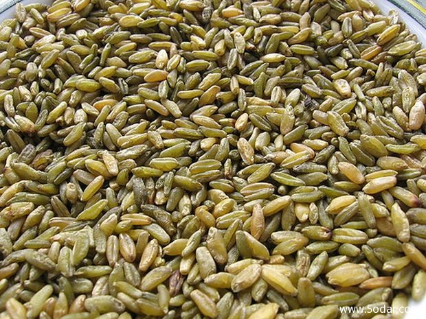 مع سنابل القمح الخضراء، اعتاد اجدادنا بالبدء بتحضير الفريكة التي تستخدم في بعض الاطباق الخيامية