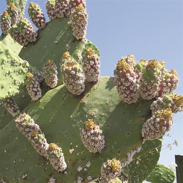 مرض المن القطني هو مرض «حشري» ناجم عن مبيض حشرة المن القطني «البطليموس»، التي تنتشر بسرعة كبيرة في الجذوع والاقراص والثمار