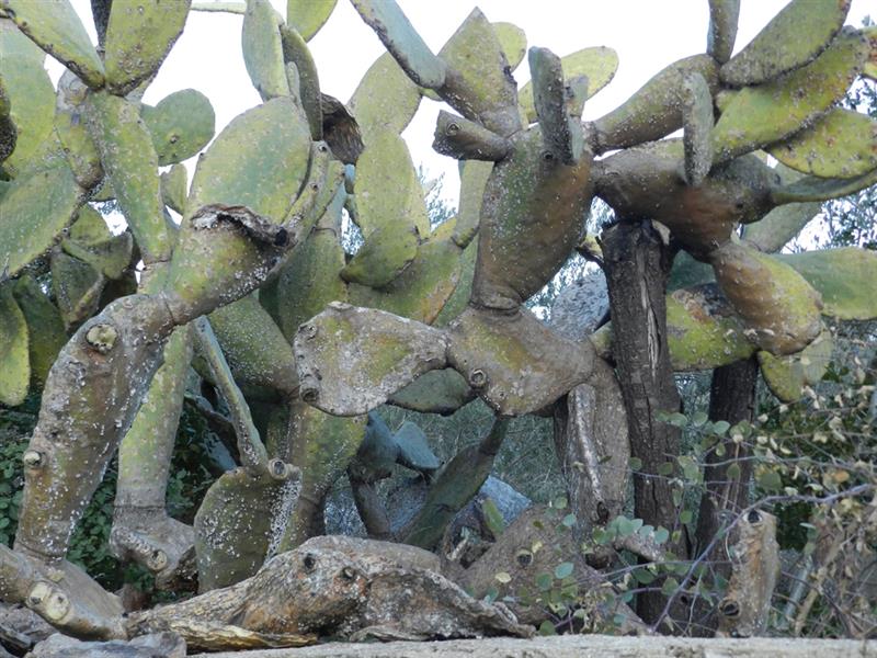صبّار تالف في مرجعيون (طارق ابو حمدان)