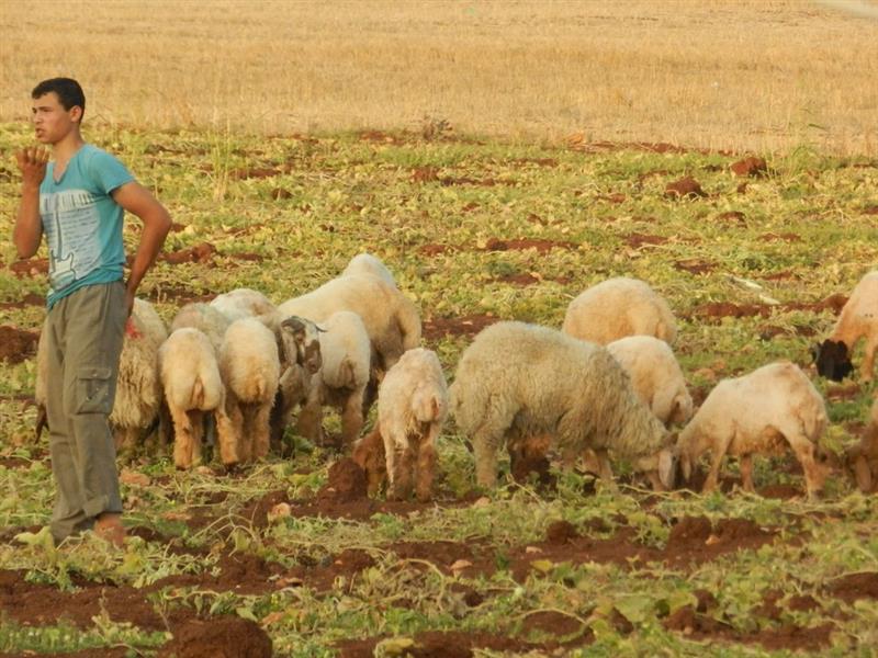 أحد حقول الخضار التي تحولت إلى مرعى بعد خرابها (طارق أبو حمدان)