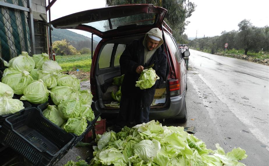  مزارع يرمي اوراق ملفوف تلفت من الجليد (طارق ابو حمدان)