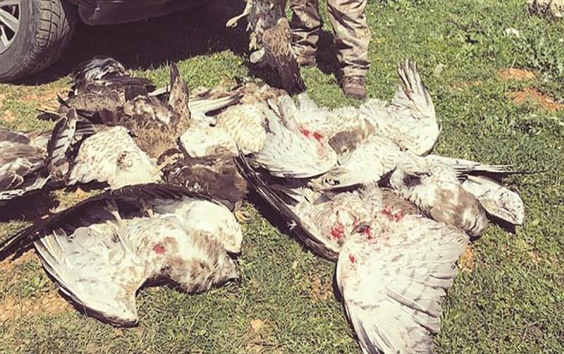 مجزرة بطيور البجع (طارق ابو حمدان)