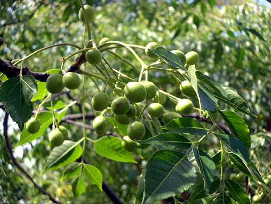 كان أسلافنا يدركون أهمية شجرة الزنزلخت ويتعلقون  بها فجعلوها في صحن الدار