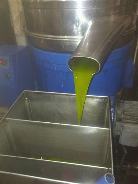 محصول زيت هذا العام (طارق ابو حمدان) 