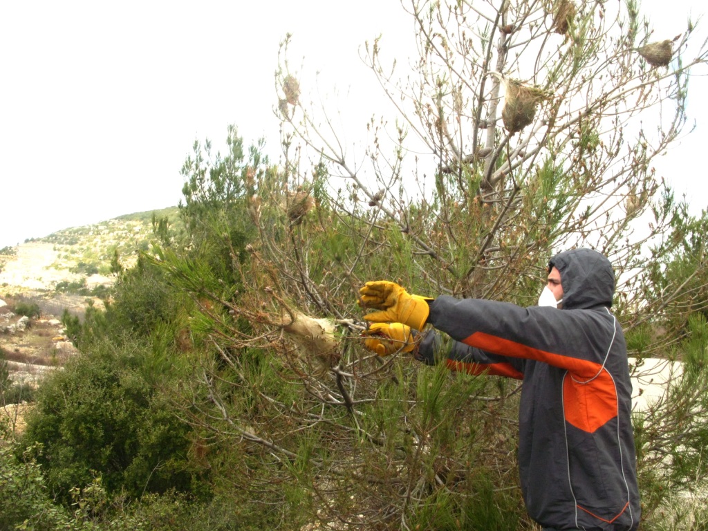 الحرج مهدّد بالزوال اذا لم تتمّ معالجة المشكلة في وقت قريب فتخسر البلدة والمنطقة ثروة طبيعية مهمّة