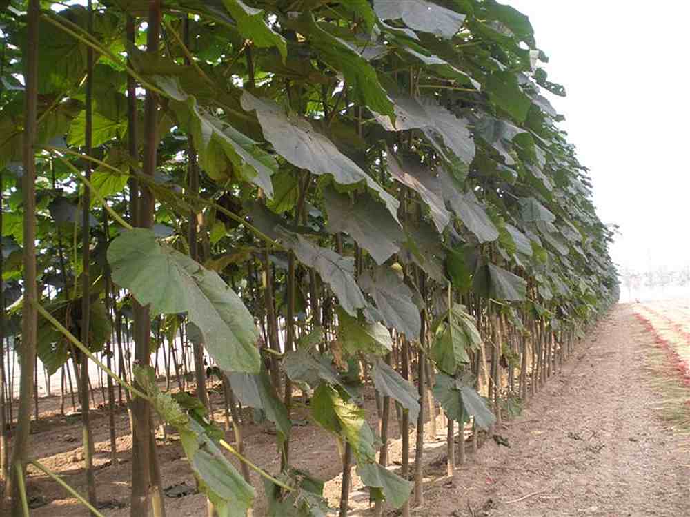 أشجار البولونيا