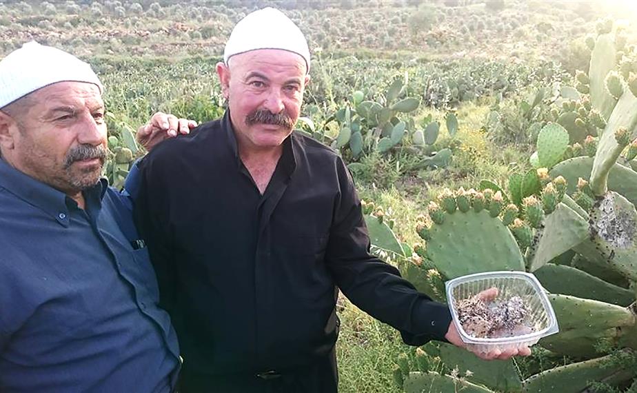 يحملان حشرة مكافحة مرض الصبار (طارق ابو حمدان)